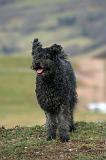 PUMI 007